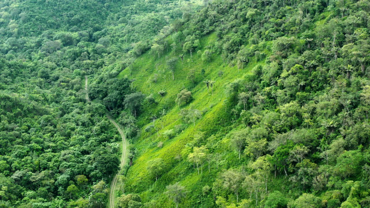 toma panorámica del bosque con un avión no tripulado