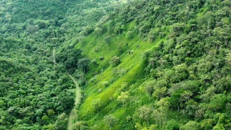 panoramic-shot-of-forest-with-drone