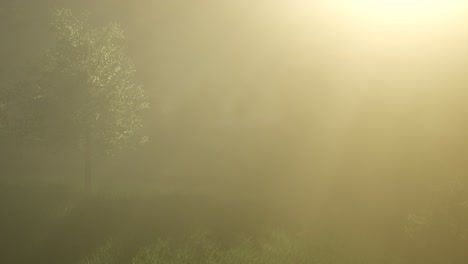 magical forest with sparkles