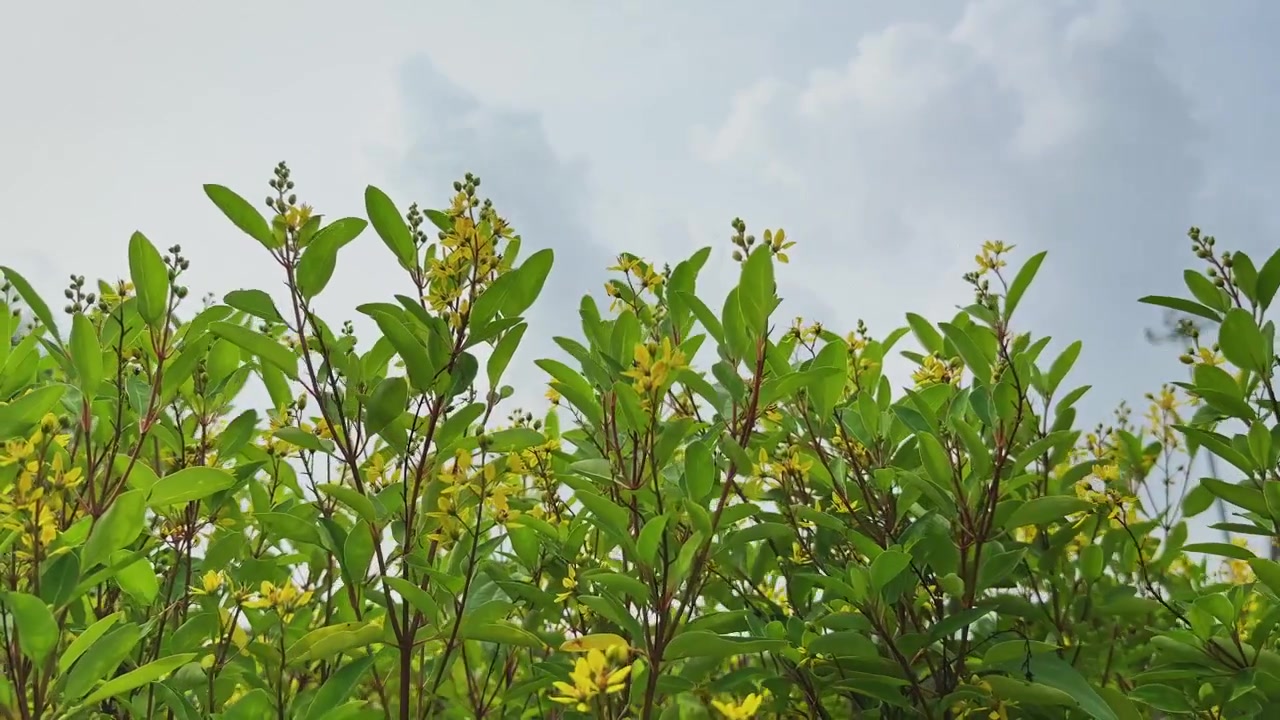 Low angle view of Golden Thryallis branches gently swaying beneath a cloudy sky with blooming yellow flowers and fresh green foliage