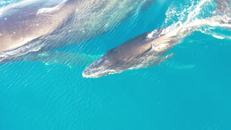 una ballena jorobada bebé nadando con ballenas adultas en las cálidas aguas de hawai