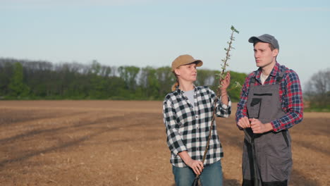 farmers examining a young apple tree sapling