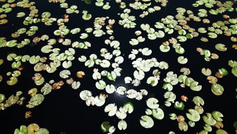 Aerial-view-of-water-lily-plants-in-pond-water,-sunlight-reflection-on-water