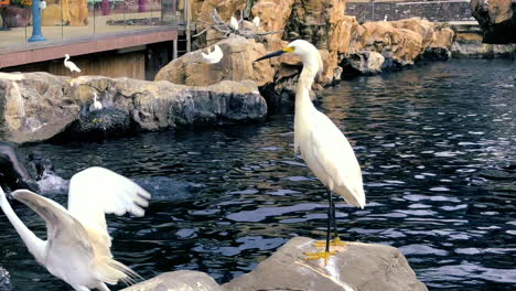 snowy egrets showing their yellow feets