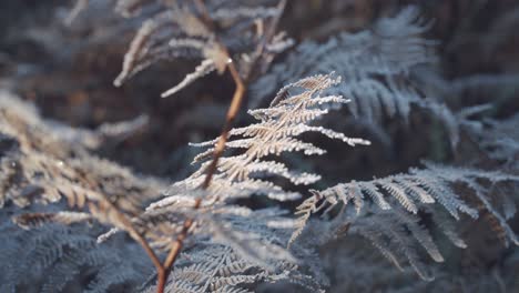 sunlight falling across frosted fern leaves on a chilly morning in the forest