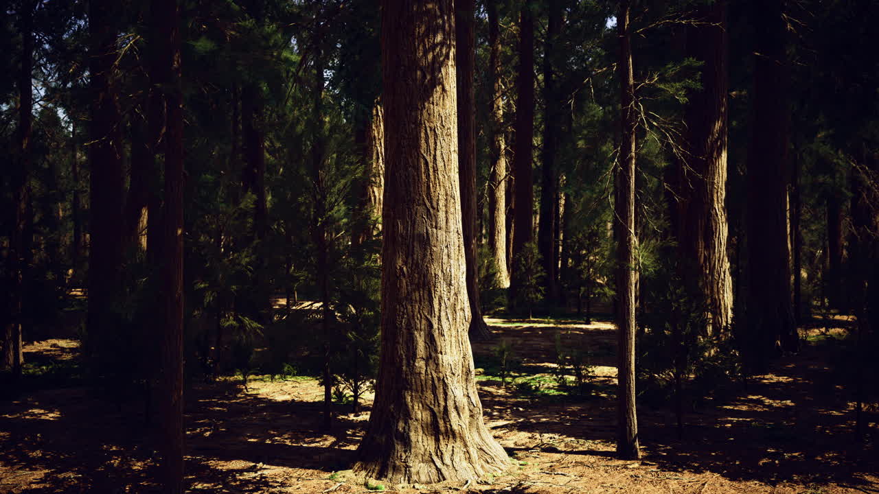 Majestic tree standing tall in a serene forest during daylight hours
