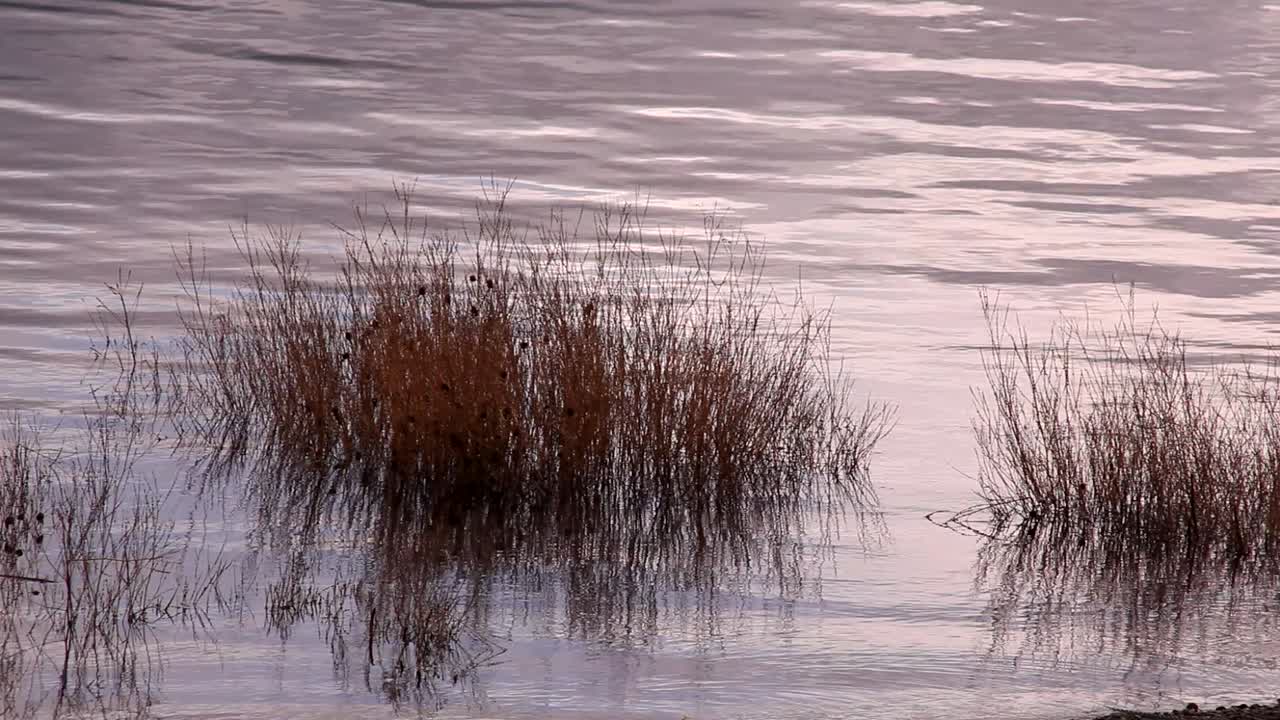 Grass in the water in the evening