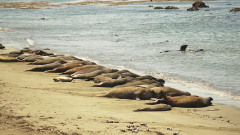 un gran grupo de elefantes marinos adultos alineados en fila a lo largo de la costa tomando una siesta al sol