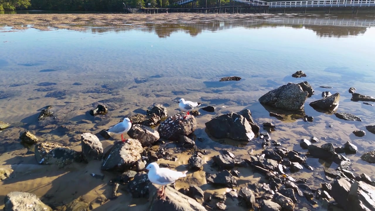 Silver gulls gather on dark rocks in clear, shallow water at South West Rocks, Australia.