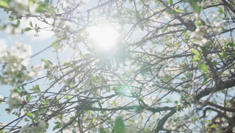 apple blossoms during spring, in slow motion