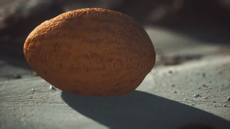 Desert-melon-on-the-sand-beach