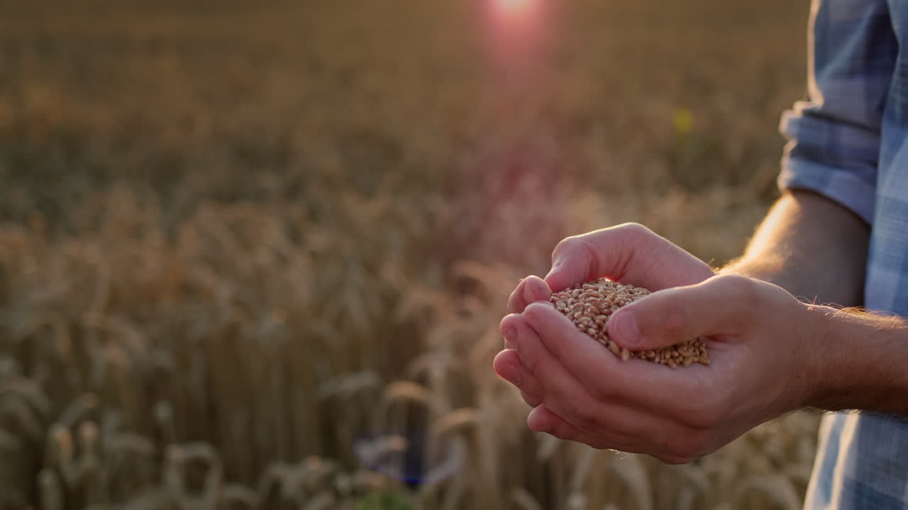 빛에 곡물과 함께 농부의 손. 유기농 개념. 4k 비디오