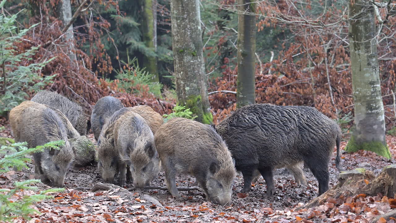Branco di cinghiali (Sus scrofa) che cerca cibo nel terreno fangoso e ghiacciato nella foresta. Slow motion.