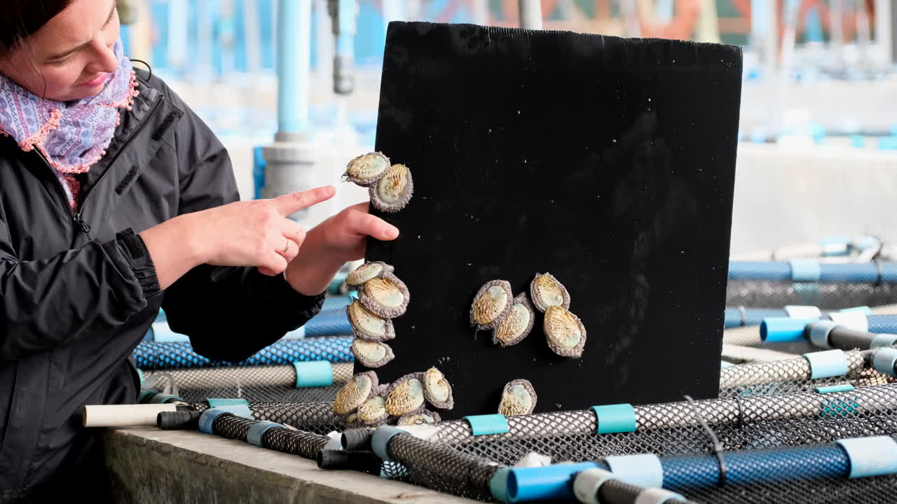 Woman shows abalone being cultivated in baskets and cement tanks on aquafarm
