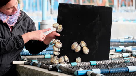 woman shows abalone being cultivated in baskets and cement tanks on aquafarm