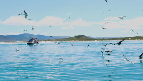 Flock-of-seagulls-flying-about,-sightseeing-vessel-filled-with-tourists-on-ocean