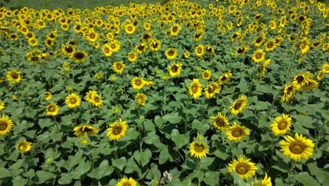 Vista-Aérea-Del-Campo-De-Girasoles-En-Un-Día-Soleado