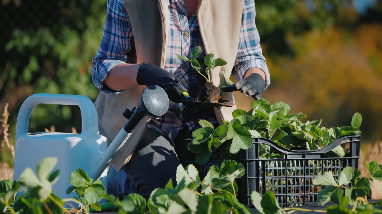 el agricultor trabaja en su jardín plantando plántulas de fresa