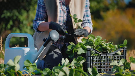 el agricultor trabaja en su jardín plantando plántulas de fresa