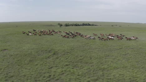 aerial shot of a large herd of wild horses