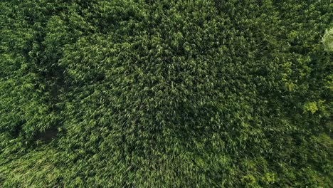 antena de arriba hacia abajo de exuberante hierba alta y verde con brillo dorado