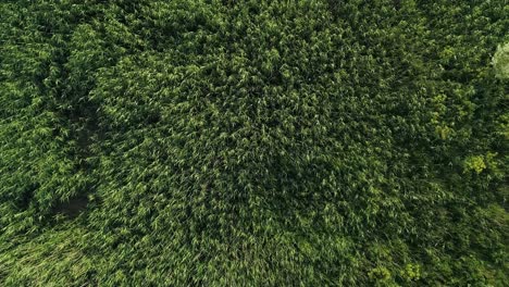 top down aerial of lush green tall grass with golden glow