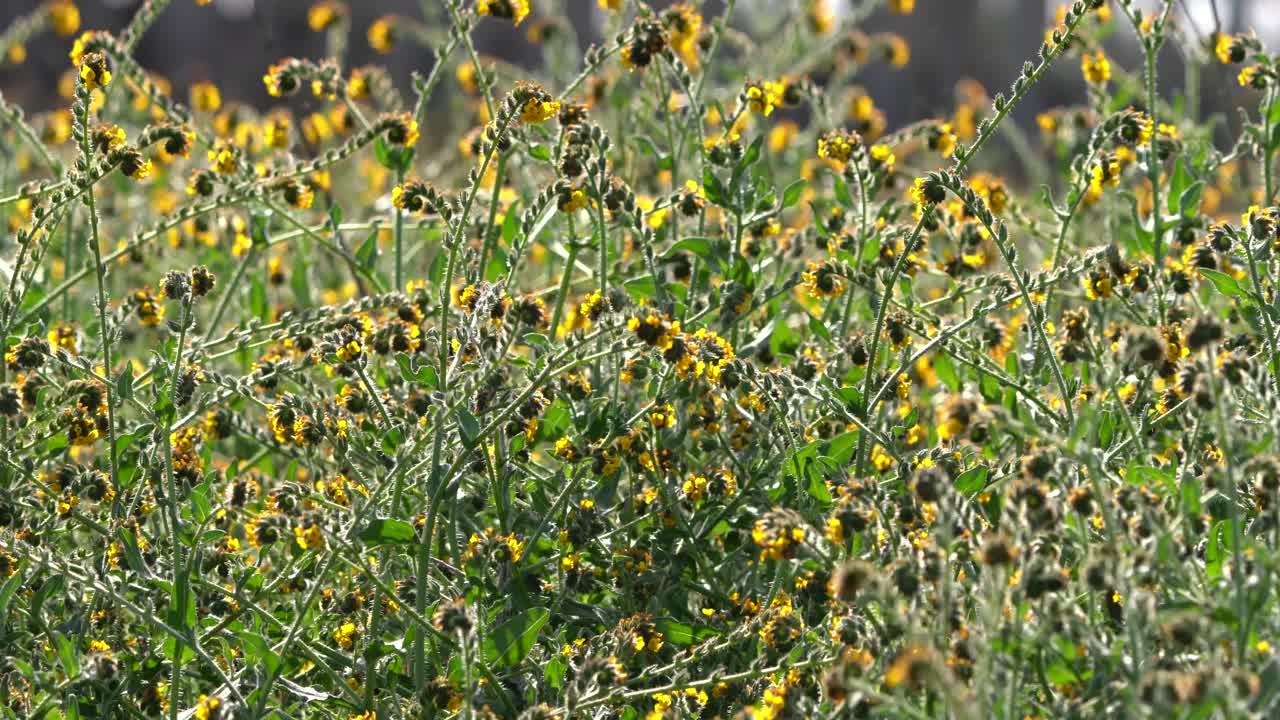 Yellow wildflowers soaking up the sunlight