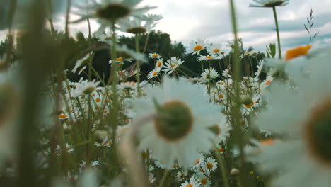 a field of daisies