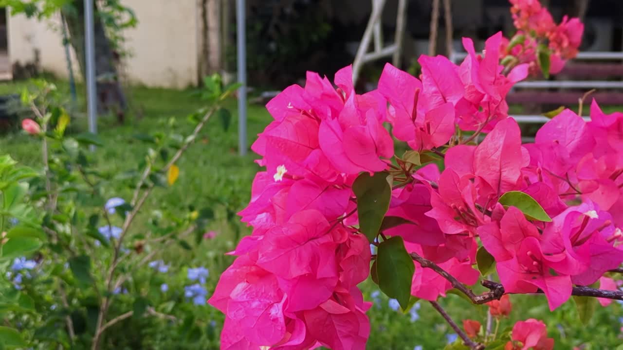 Vibrant, lush bunch of pink bougainvillea (Paperflowers) flowers blooming in an outdoor garden.