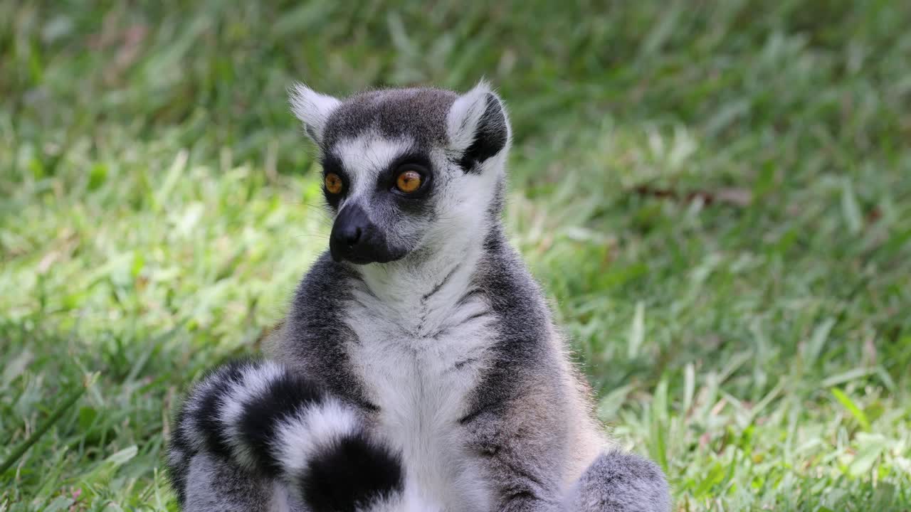 레무르는 앉아서 주위를 주의 깊게 둘러보고 있습니다.