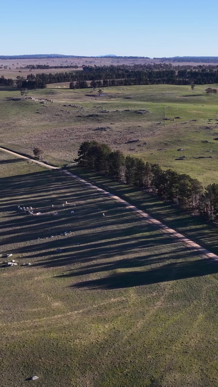 Vista aerea di terreni agricoli rurali con pecore al pascolo vicino a una strada sterrata