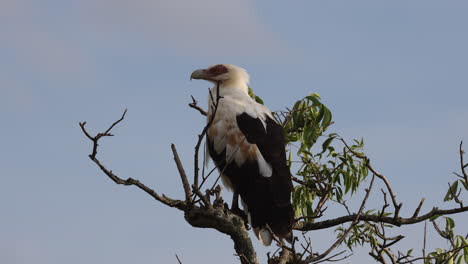 águila-De-Cabeza-Blanca-Sentada-En-La-Cima-De-Un-árbol-En-África