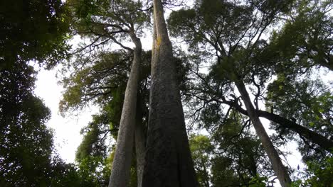 Inclinación-Estática-Hacia-Arriba-A-Lo-Largo-Del-Antiguo-árbol-Kahikatea-Hacia-El-Dosel-Del-Bosque---Arbusto-Riccarton