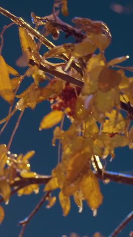 la luz dorada ilumina suavemente la rama del árbol con bayas y hojas de otoño, en contra del cielo azul profundo, creando una atmósfera de invierno serena y pacífica con la naturaleza y la belleza natural.