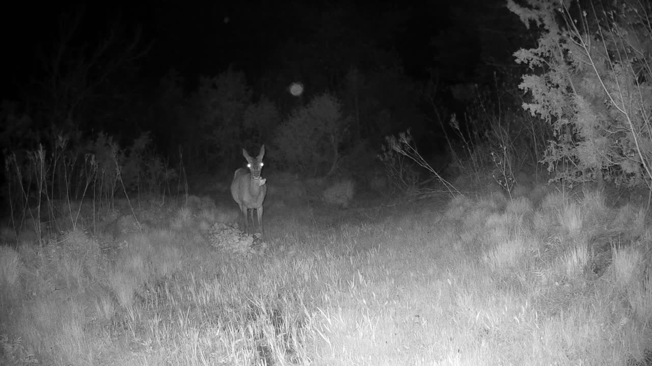 Female Red deer (Cervus elaphus) eating marsh-marigold (Caltha palustris) at the bottom of a dried-up stream in Saaremaa, Estonia. IR nightshot.