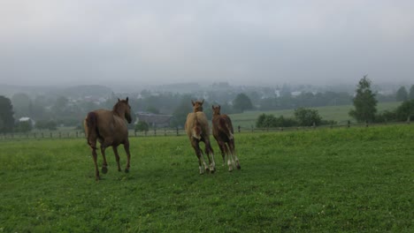 yegua corriendo con sus potros en el pasto