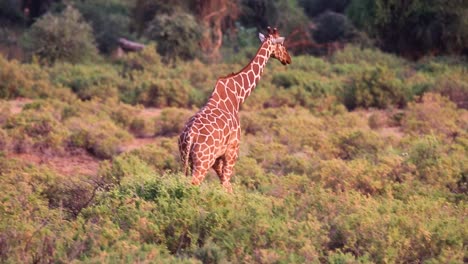 enorme jirafa marrón caminando a través de arbustos altos hacia la naturaleza en las praderas del serengeti en kenia, áfrica