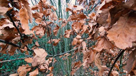 Autumn-leaves-on-the-tree-branches-,-slow-motion