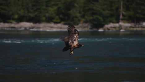 Ein-Adler-Fliegt-In-British-Columbia,-Kanada,-über-Den-Ozean-Und-Sucht-Nach-Fischen