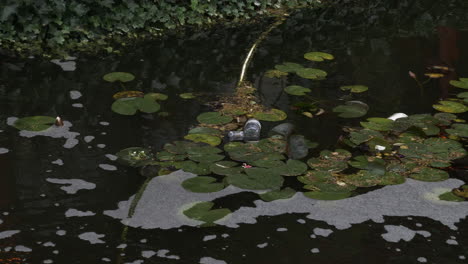 plastic trash bottle floating in pond surrounded by small waterlily pads