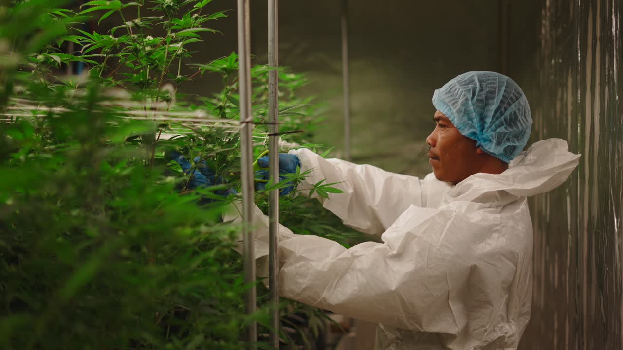 Cannabis Grow Operation