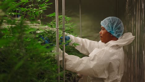 cannabis grow operation