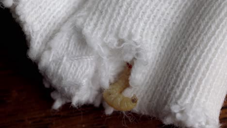 moth larva enters hole in knitted clothing