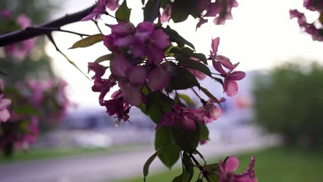 spring blossoms in the city park