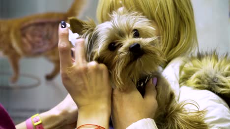 el veterinario le hace una inyección al perro