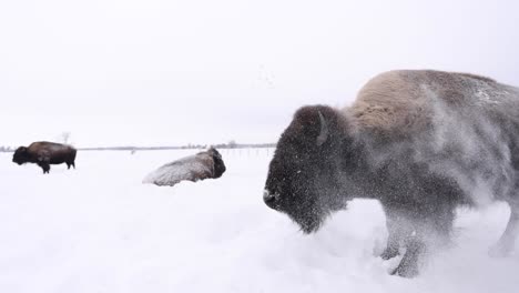 Bison-Ganzkörperschütteln,-Um-Den-Schnee-Vom-Super-Slomo-Zu-Entfernen