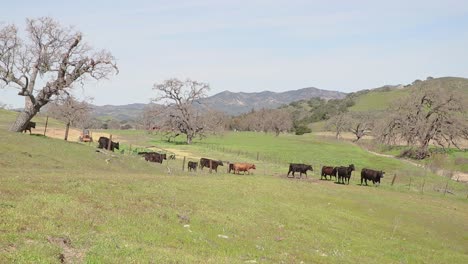 the cattle walk by the oak tree and through the fence to reach the green grass