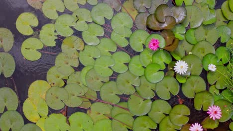 Hybrid-Waterlily-In-The-River-Near-Jarabacoa,-Dominican-Republic---aerial-top-down