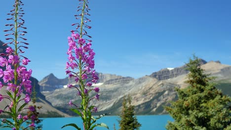 Flores-De-Color-Rosa-Púrpura-De-Verano-Con-Vista-Al-Lago-Azul-Claro-Con-Hermosa-Cordillera-Y-Cielo-Azul-Claro-En-Vacaciones-De-Verano-En-El-Parque-Nacional-De-Banff,-Alberta,-Canadá