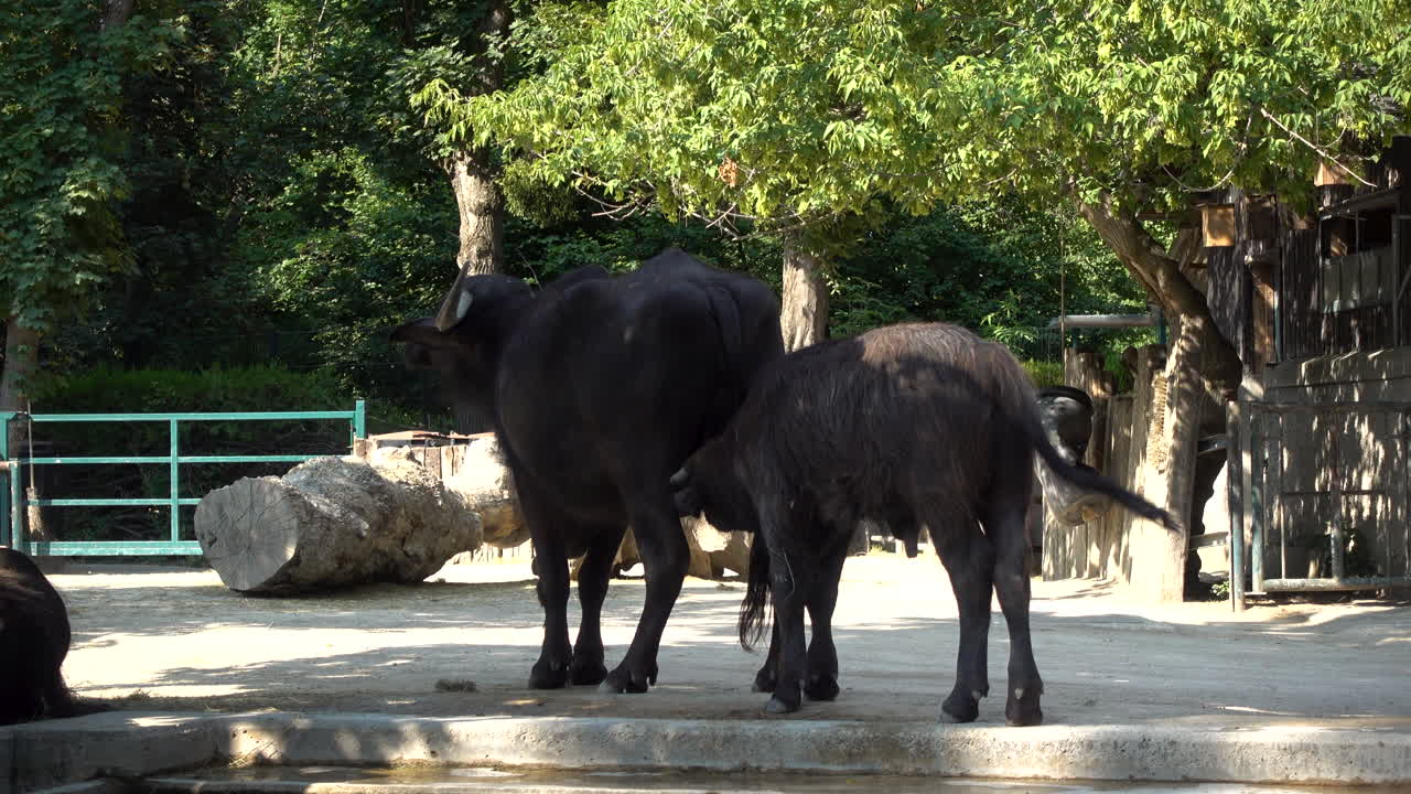 búfalo de agua de madre e hijo, niño bebiendo leche al aire libre